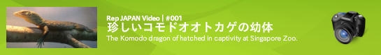 レップジャパンのレポートレップジャパンのビデオレポート