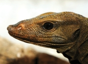 爬虫類ならレップジャパンにお任せください1