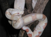 爬虫類ならレップジャパンにお任せください1