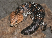 爬虫類ならレップジャパンにお任せください1