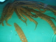 ポリプテルス・アンソルギィ1