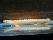 ポリプテルス・アンソルギィ2