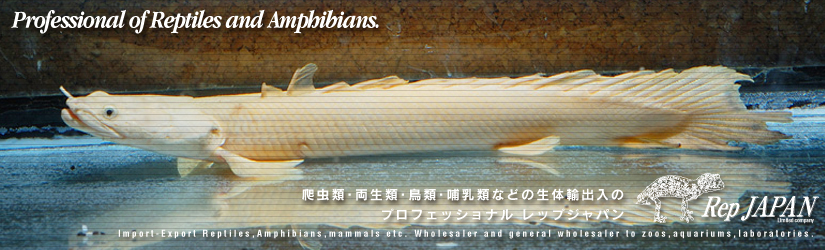 レップジャパンのアクアコンサルティング事業