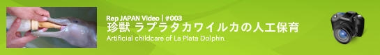 レップジャパンのビデオレポート