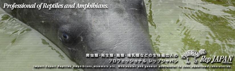 Zoo Animal supplier Rep JAPAN