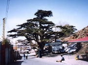 レップジャパン バイヤーズリポートレバノン1