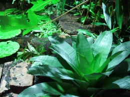 レップジャパンのビバリウム施工例3