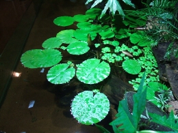 レップジャパンのビバリウム施工例6