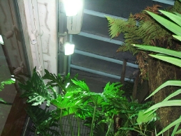 レップジャパンのビバリウム施工例8