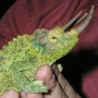 ジャクソンカメレオン
