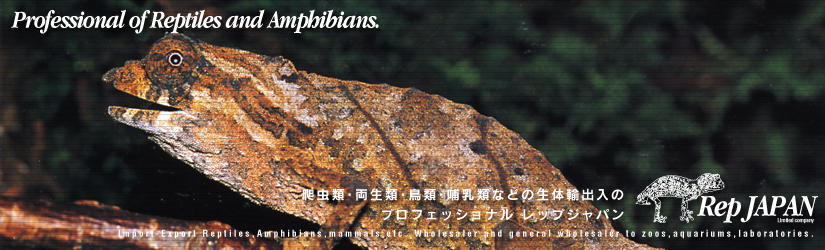 レップジャパンタイトル