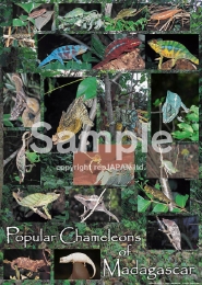 レップジャパンオリジナル爬虫類ポスター1