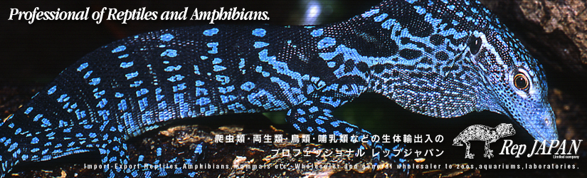 レップジャパンタイトル